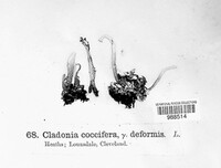 Cladonia coccifera image